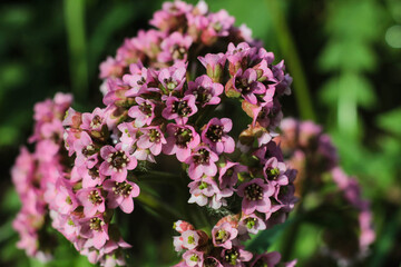 Obraz premium Clusters of small pink flowers are in full bloom, showing their delicate petals under bright sunlight in a lush garden setting during spring time.