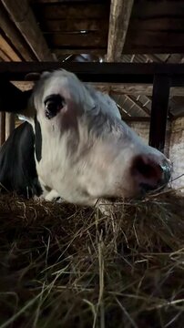Big tricolor beautiful bull on the farm