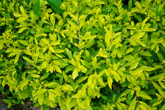 Full Frame Foliage of Duranta Erecta Gold. Vibrant Yellow-Green Leaf Texture of Golden Dewdrop Shrub. Natural Background for Gardening, Landscaping Design, and Botanical Wallpaper Concepts