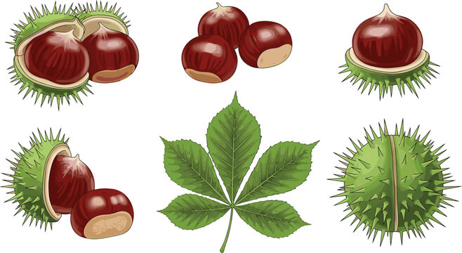 Horse Chestnut Vector Illustration Set Featuring Brown Seeds Spiky Green Husks and Characteristic Leaves for Autumn Nature Botanical and Seasonal Forest Product Designs