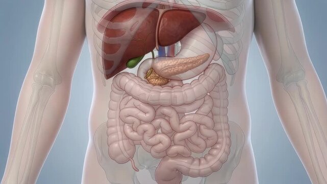 Human digestive system overview showing organs and their functions in a clear animation