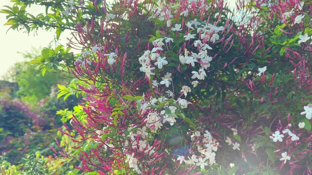 Jasmine flowers, Sambac ( Jasminum polyanthum ) blooming in Mediterranean garden. Aromatic exotic flowers, spring background. 