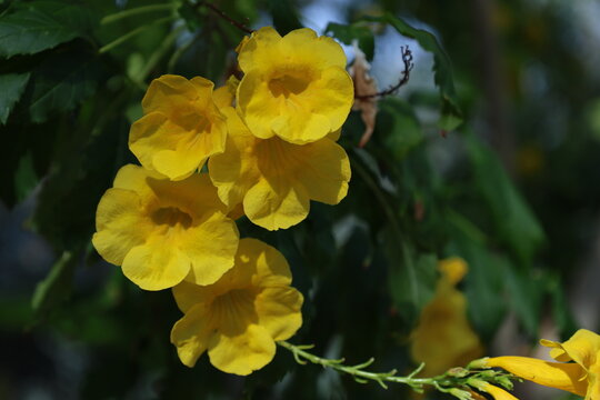 Fleurs jaunes tecoma stans en grappe