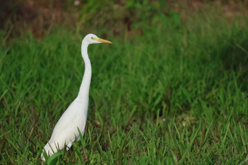 Obraz premium Grande aigrette dans l’herbe