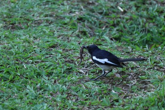 oiseau Shama dayal avec l&eacute;zard dans le bec