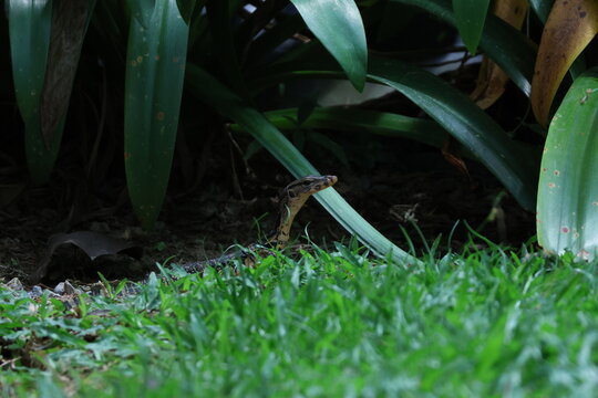 Jeune varan dans l&rsquo;herbe