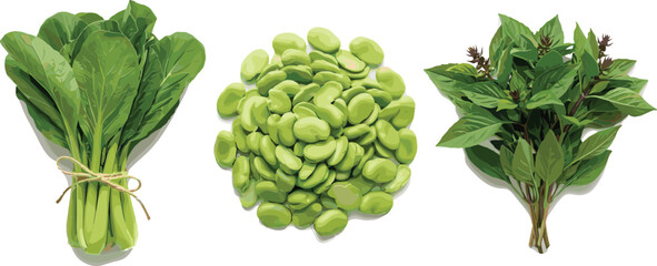 Set of fresh green vegetables including a bunch of bok choy broad beans and basil leaves isolated on white background for healthy cooking and organic food design. © MdGohurul