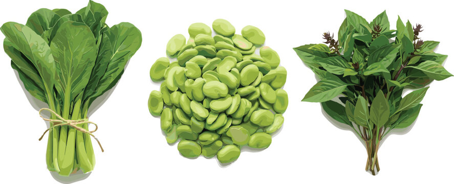 Set of fresh green vegetables including a bunch of bok choy broad beans and basil leaves isolated on white background for healthy cooking and organic food design.