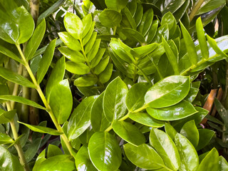 Fototapeta premium Zamioculcas plant leaves with glossy green foliage in natural setting