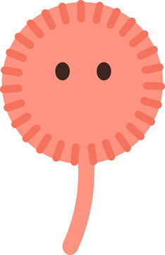 A precise and visually engaging vector illustration of Aspergillus flavus, a filamentous fungus known for its distinctive reproductive structures and relevance in food safety and health.