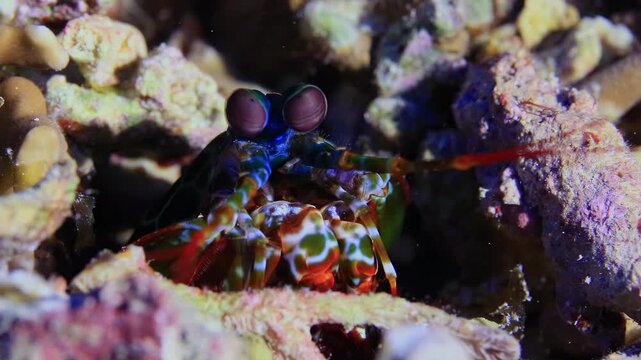 Mesmerizing Close-up of a Vibrant Peacock Mantis Shrimp with Striking Eyes