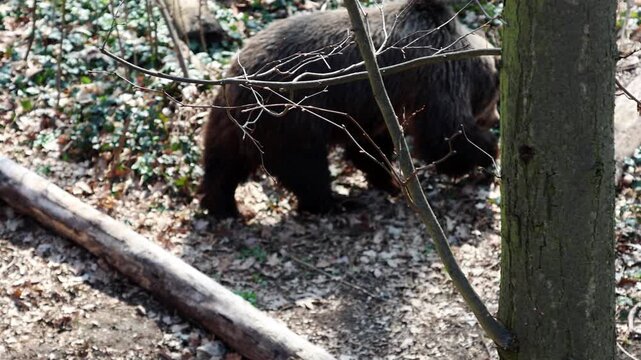 Brown bear walking through forested area with fallen logs and green foliage, moving between trees in a natural habitat during daylight hours