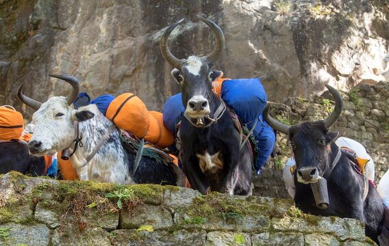 Caravan of yaks or dzo on the way to Everest base camp