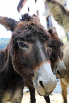 burros asno burra en una feria de ganado pa&iacute;s vasco legazpi 4M0A2204-as26
