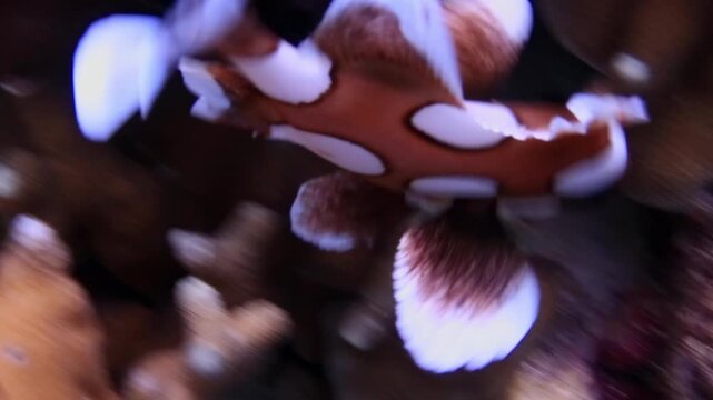 Juvenile Harlequin Sweetlips Explores Colorful Coral Reef Underwater
