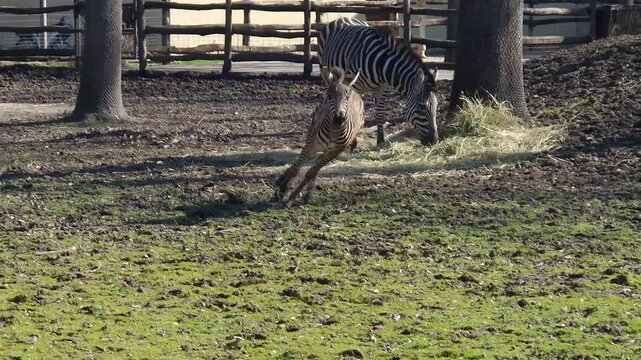 Plains zebra foal is running, its scientific name is Equus quagga