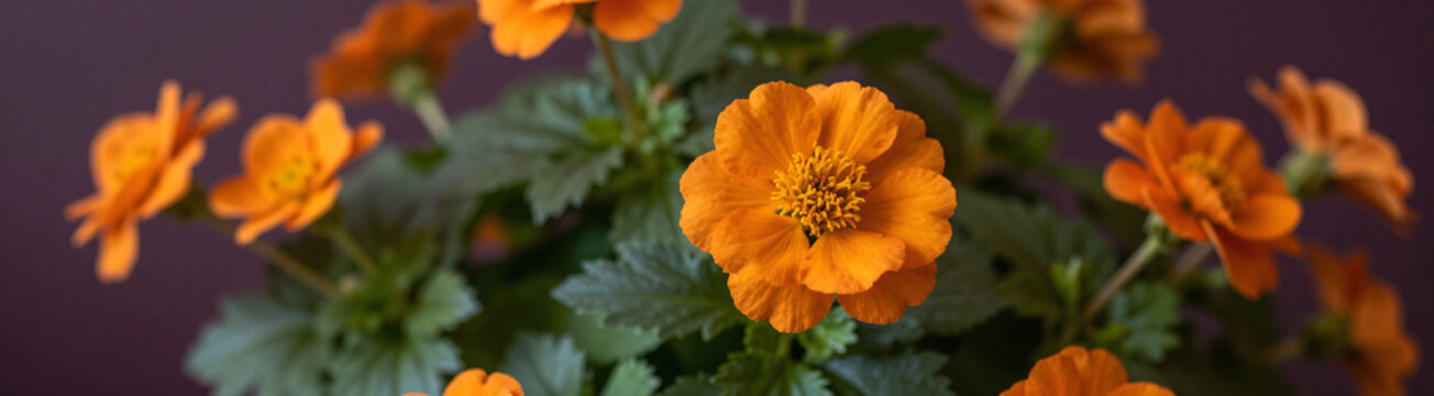 shot vibrant orange flowers amidst lush green foliage rich purple background warm soft