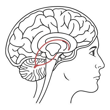 Illustration of human brain anatomy with highlighted limbic system, nervous syst