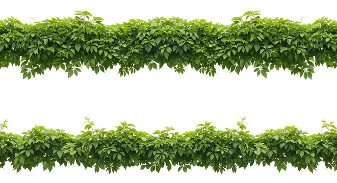 Two separate horizontal borders of lush green ivy vines isolated on a white background with climbing isolated background botanical ornamental trailing
