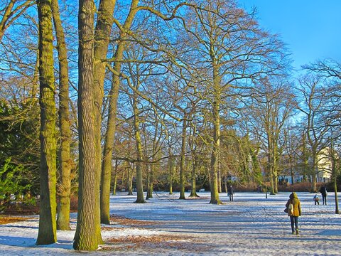 warnem&uuml;nde, deutschland - kurpark mit b&auml;umen im winter