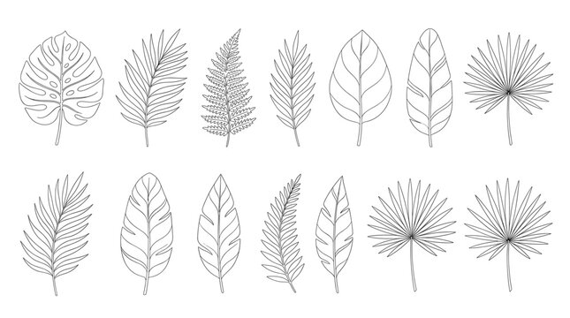 Tropical botanical greenery collection set, linear outline style featuring monstera, palm, fern, banana, and fan leaves