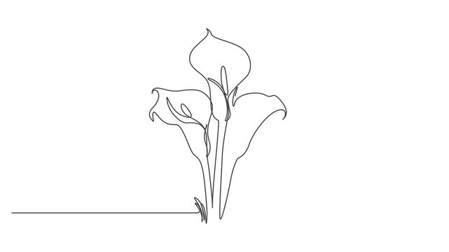 iris flower vector illustration,Flower Line Art Animation Minimal Floral Design 4K Loop