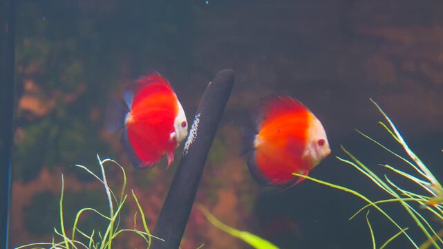 Colorful Tropical Fish Swimming in Aquarium