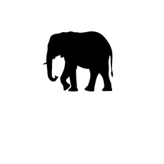 Fototapeta premium elephant silhouette vector