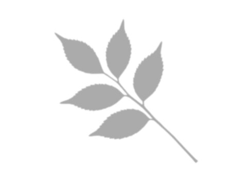 Single botanical ash leaf branch shadow overlay effect graphic, isolated on transparent background