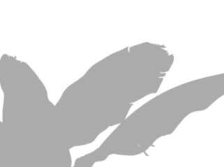 Soft natural grey shadow of a tropical leaf creating an aesthetic overlay effect isolated on transparent background. Abstract nature light concept. © MSTSHAMALA