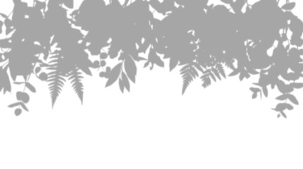 Top border floral foliage and fern leaf shadow overlay effect, isolated on transparent background © MSTSHAMALA