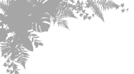 Tropical monstera and fern leaves corner shadow overlay effect, isolated on transparent background © MSTSHAMALA