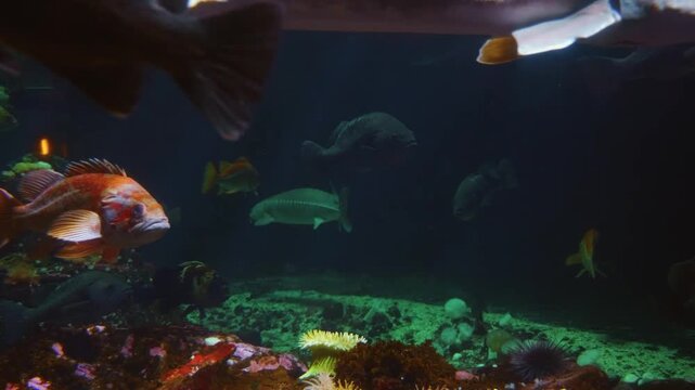 Footage of an Arowana, a large freshwater fish native to Southeast Asia, swimming in a large tank at the Vancouver Aquarium. The fish's iridescent scales shimmer under the water, creating a beautiful 