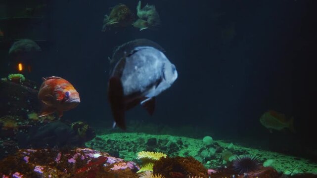 A close up shot of several red bellied piranhas (Pygocentrus nattereri) swimming in a freshwater aquarium. The fish have a dark, shimmering body with a distinct red tint on their undersides.