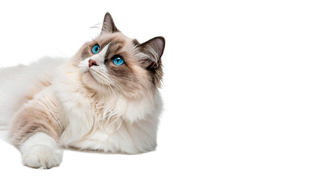 Beautiful fluffy ragdoll cat lying down for pet care breed and domestic animal lifestyle photography isolated on transparent background