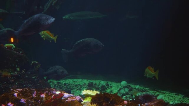 A close up shot of a Red bellied piranha (Pygocentrus nattereri) swimming gracefully in an aquarium. The fish's dark, silvery body and distinctive reddish belly are visible as it moves through the wat