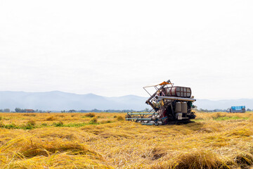 Fototapeta premium Combine harvester harvesting rice field in rural farmland with mountains and copy space