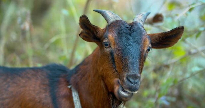 Close Portrait of Brown Goat in Nature