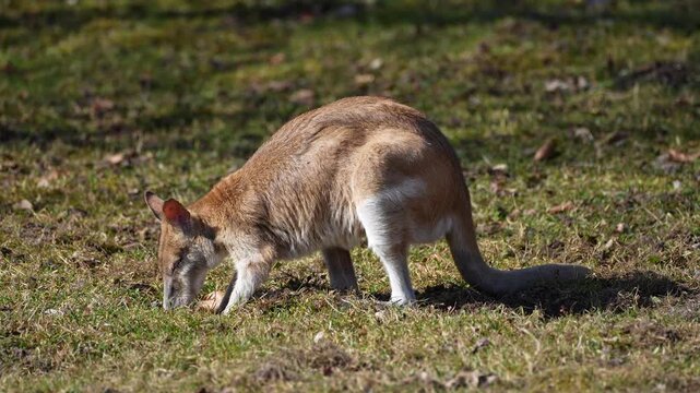The agile wallaby, Macropus agilis also known as the sandy wallaby is a species of wallaby found in northern Australia and New Guinea. Mother with baby. 
