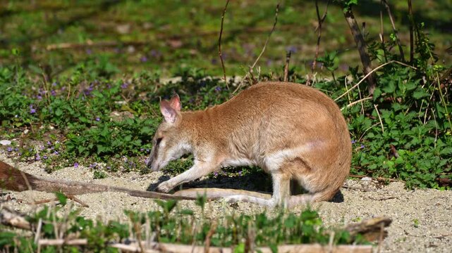 The agile wallaby, Macropus agilis also known as the sandy wallaby is a species of wallaby found in northern Australia and New Guinea. Mother with baby. 