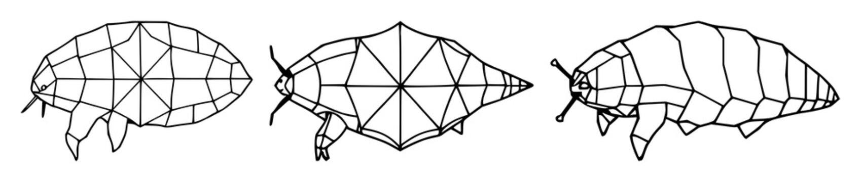 Tardigrade set with symmetrical line art of a geometric design featuring microscopic, water bear, modern biology with white background and clean aesthetic
