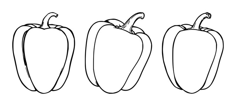 Bell pepper set with black line art on white background featuring pepper, vegetable, illustration with minimalist and white background