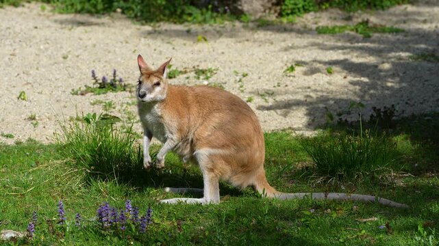 The agile wallaby, Macropus agilis also known as the sandy wallaby is a species of wallaby found in northern Australia and New Guinea. Mother with baby. 