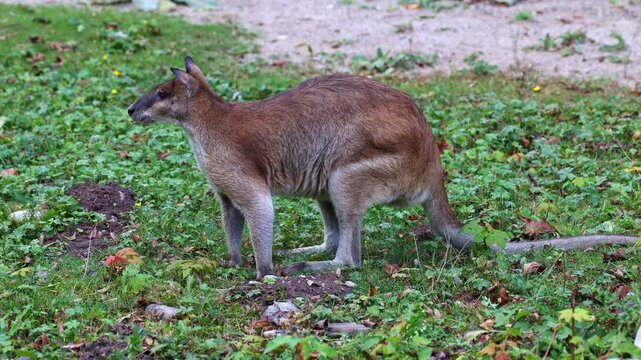 The agile wallaby, Macropus agilis also known as the sandy wallaby is a species of wallaby found in northern Australia and New Guinea. Mother with baby. 