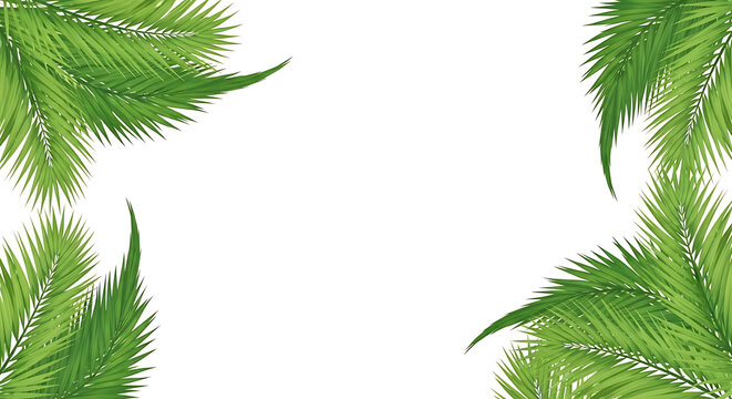 Tropical green palm leaves border frame with white center background tropical botanical background decoration isolated seasonal