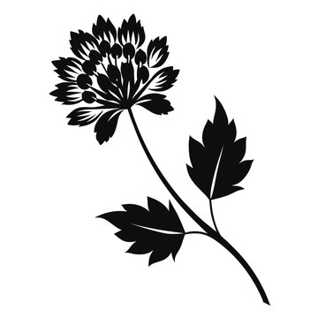 astrantia maxima flower silhouette on white background