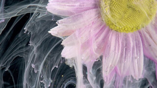 Pink daisy dripping ink tendrils in water, studio experimental shot of petals melting into white fluid, delicate pastel palette with graceful flowing