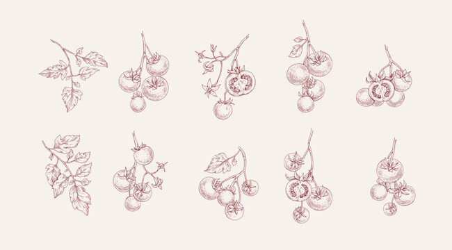 Set of tomatoes brunch and leaves. Detailed hand drawn ink illustration for template layout design, brochure or cover for food card
