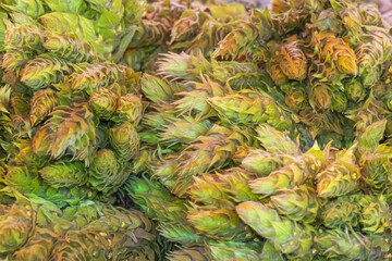 Obraz premium Fresh green hazelnuts in husks close up forming natural organic texture and seasonal agricultural harvest