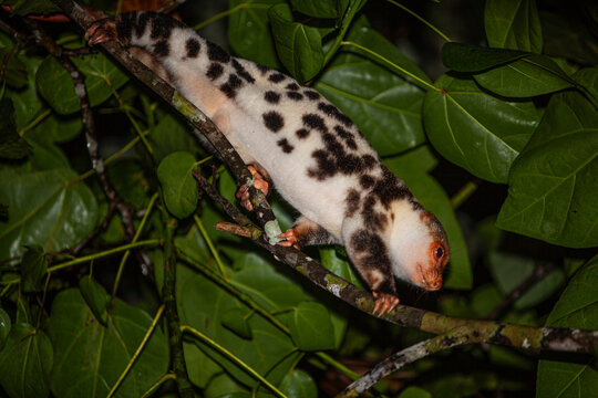 albino cuscus